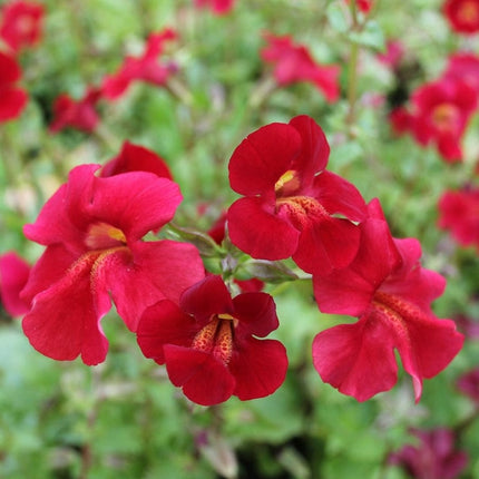 Mimulus cupreus | Red Emperor Pond Plants