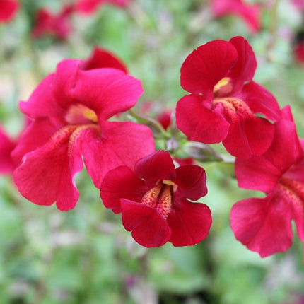 Mimulus cupreus | Red Emperor Pond Plants