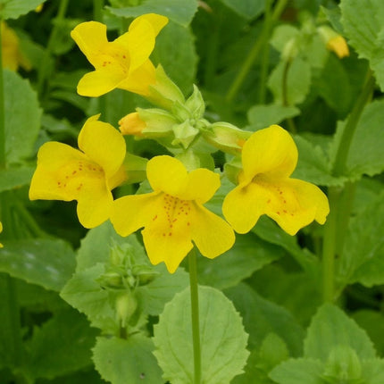 Mimulus guttatus | Yellow Monkey Flower Pond Plants