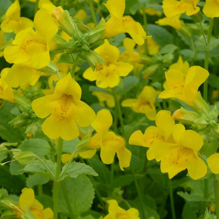 Mimulus guttatus | Yellow Monkey Flower Pond Plants