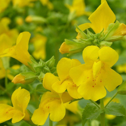 Mimulus guttatus | Yellow Monkey Flower Pond Plants