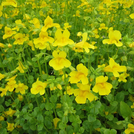 Mimulus guttatus | Yellow Monkey Flower Pond Plants