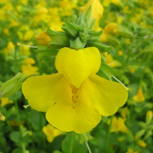 Mimulus guttatus | Yellow Monkey Flower Pond Plants