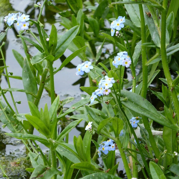 Water Forget-Me-Not | Myosotis scorpioides Pond Plants