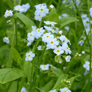 Water Forget-Me-Not | Myosotis scorpioides Pond Plants