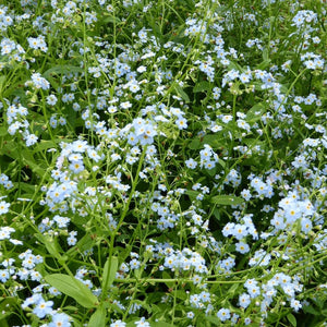 Water Forget-Me-Not | Myosotis scorpioides Pond Plants