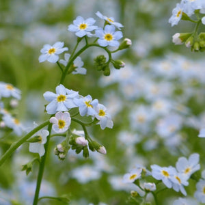 Water Forget-Me-Not | Myosotis scorpioides Pond Plants