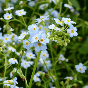 Water Forget-Me-Not | Myosotis scorpioides Pond Plants