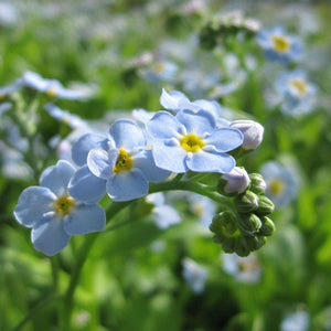 Water Forget-Me-Not | Myosotis scorpioides Pond Plants