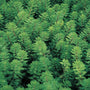 Red Stem Parrot's Feather| Oxygenating Pond Plants