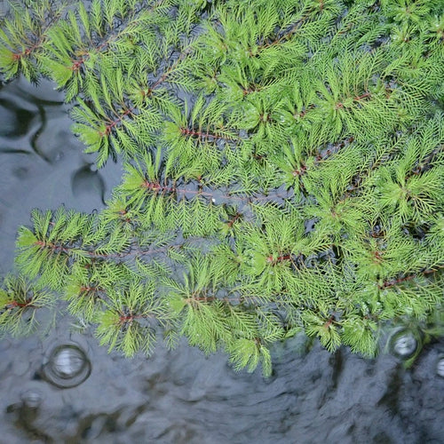 Miniature Deep Water Pond Collection | 6 x 1L Pots Pond Plants