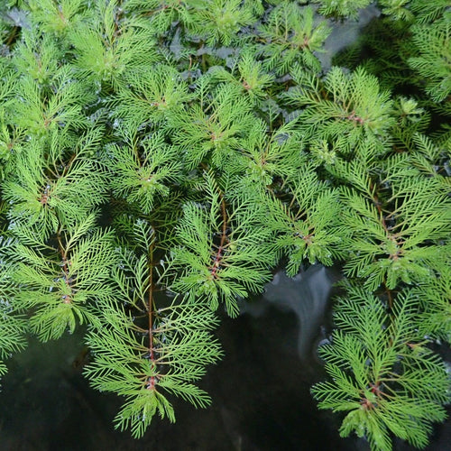 Red Stem Parrot's Feather| Oxygenating Pond Plants