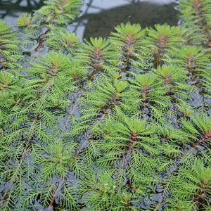 Red Stem Parrot's Feather| Oxygenating Pond Plants