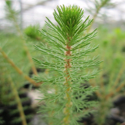 Upright Water Milfoil| Oxygenating Pond Plants