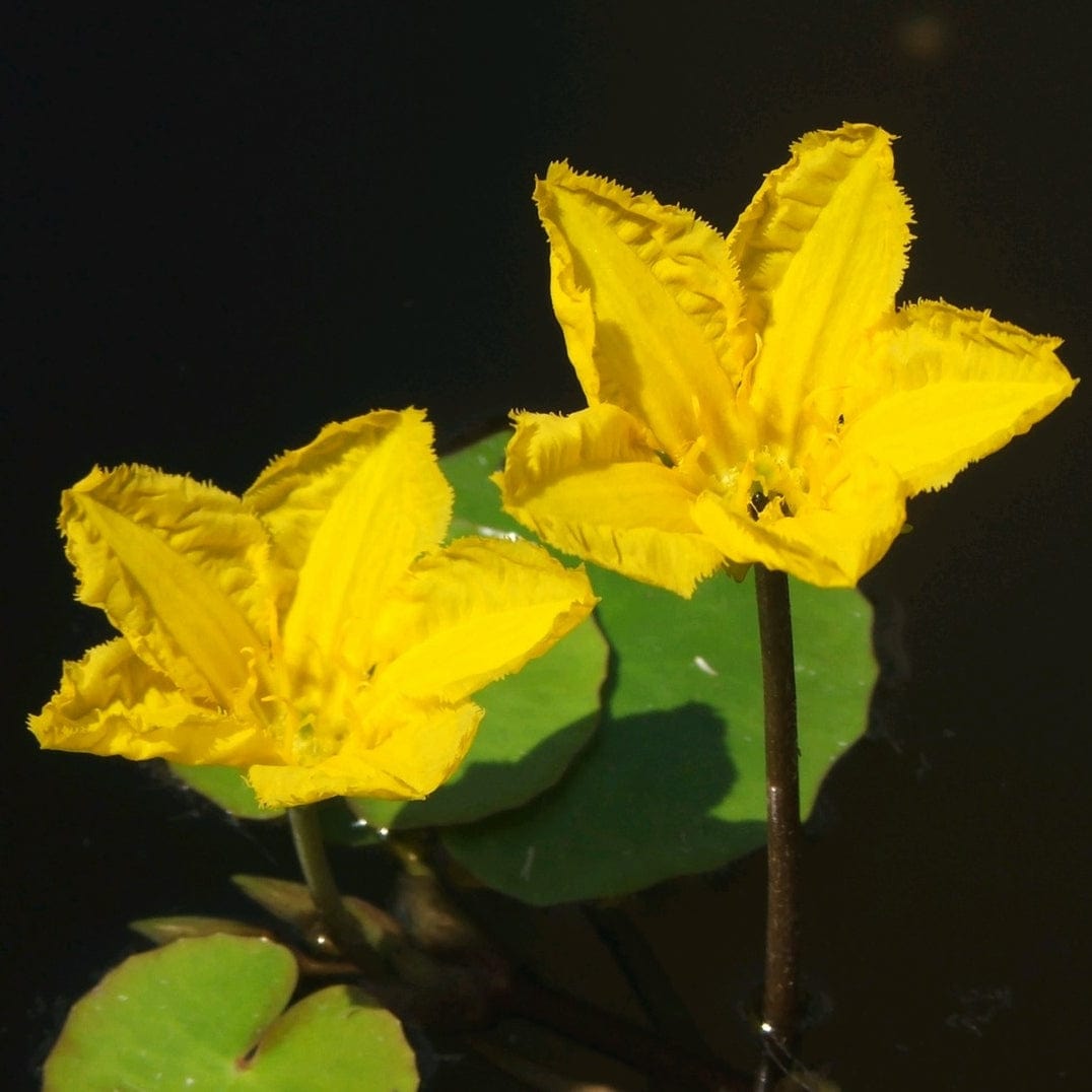 Nymphoides peltata | Yellow Floating Heart