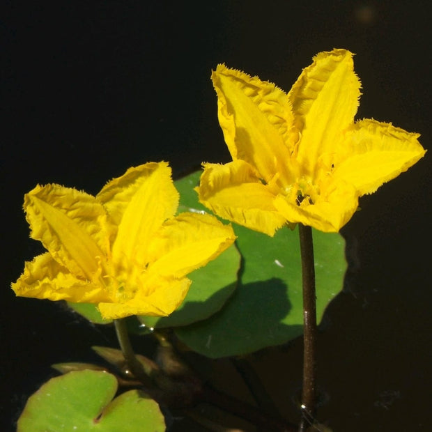 Nymphoides peltata | Yellow Floating Heart Pond Plants