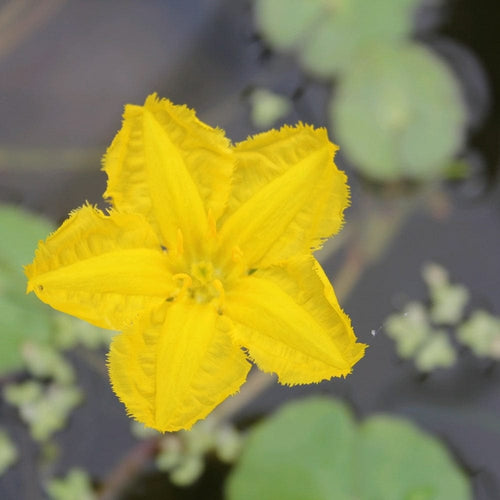 Miniature Deep Water Pond Collection | 6 x 1L Pots Pond Plants