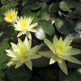 Nymphaea Odorata sulphurea | Water Lily Pond Plants