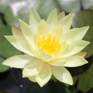 Nymphaea Odorata sulphurea | Water Lily Pond Plants