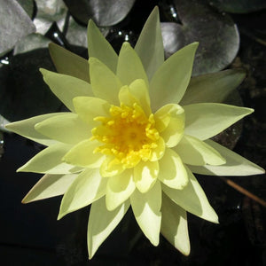 Nymphaea Odorata sulphurea | Water Lily Pond Plants