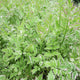 Varigated Water Dropwort 'Flamingo' Pond Plants