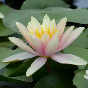 Large Water Lily | Nymphaea Paul Hariot Pond Plants