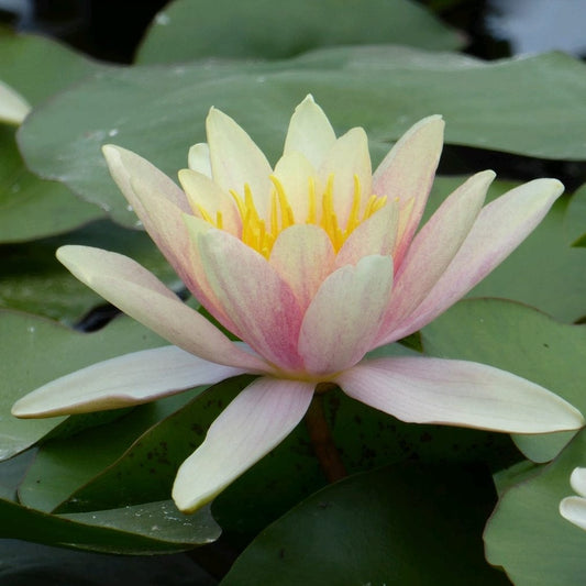Large Water Lily | Nymphaea Paul Hariot Pond Plants