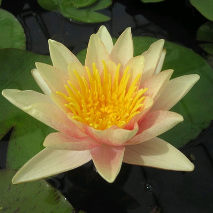 Large Water Lily | Nymphaea Paul Hariot Pond Plants
