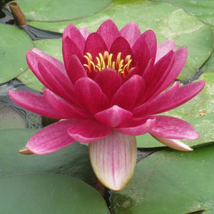 Red Water Lily | Nymphaea Perry's Baby Red Pond Plants