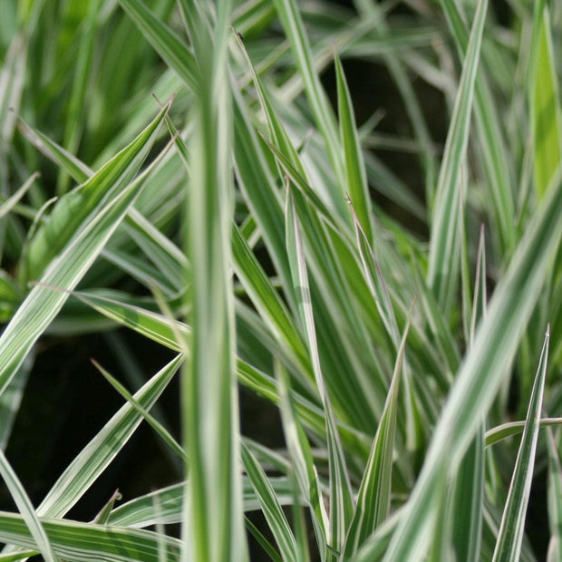 Gardener's Garters | Ribbon Grass Pond Plants