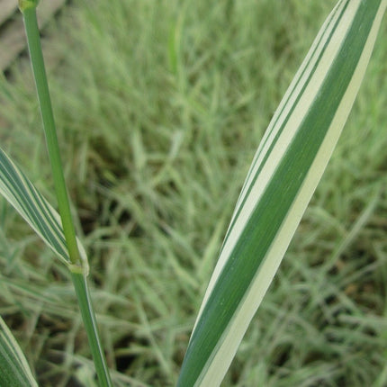 Gardener's Garters | Ribbon Grass Pond Plants