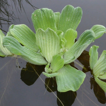 5 Water Lettuce | Pistia stratiotes | 9cm Pots Pond Plants