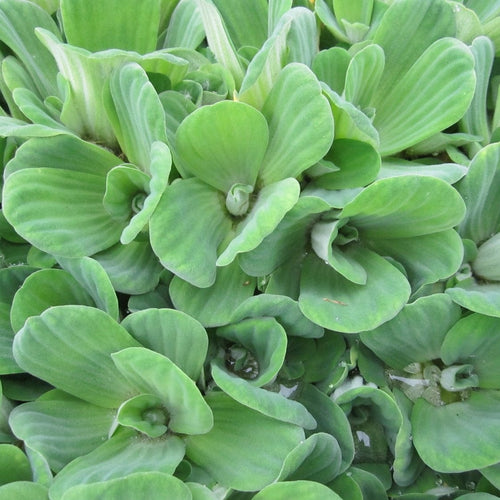 5 Water Lettuce | Pistia stratiotes | 9cm Pots Pond Plants