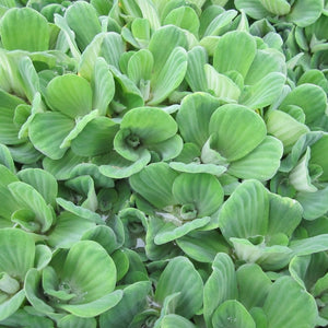 5 Water Lettuce | Pistia stratiotes | 9cm Pots Pond Plants