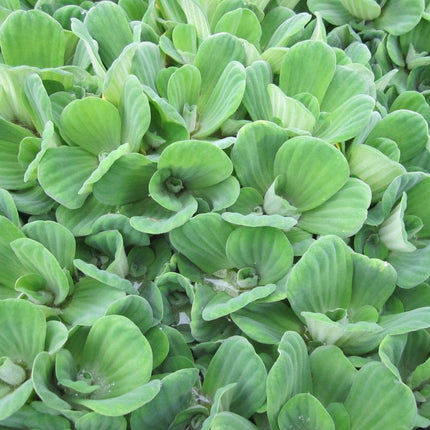 5 Water Lettuce | Pistia stratiotes | 9cm Pots Pond Plants