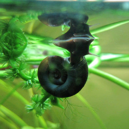 5 Ramshorn Snails | Planorbis corn Pond Plants