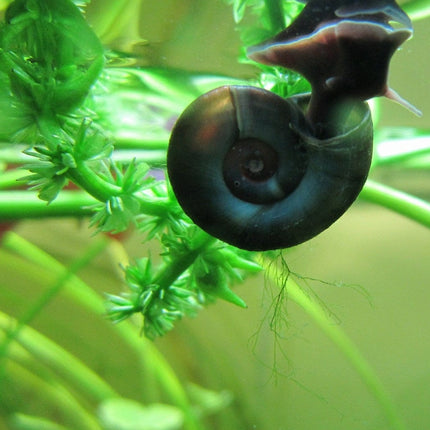 5 Ramshorn Snails | Planorbis corn Pond Plants