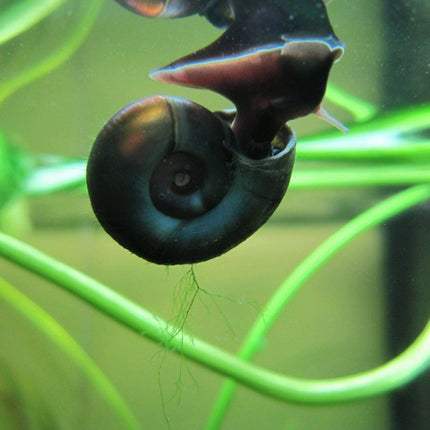 5 Ramshorn Snails | Planorbis corn Pond Plants