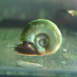 5 Ramshorn Snails | Planorbis corn Pond Plants
