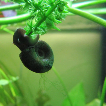 5 Ramshorn Snails | Planorbis corn Pond Plants