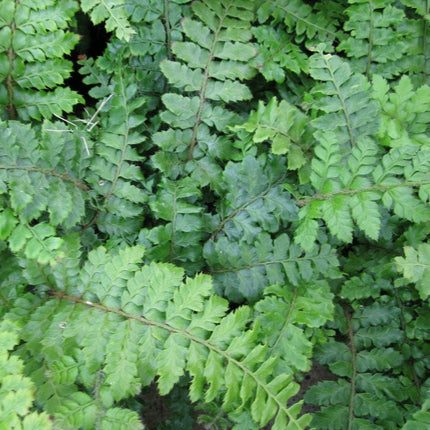 3 Japanese Tassel Ferns | 9 cm Pots Pond Plants