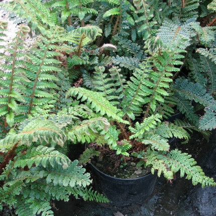 Premium Fern Collection | 6 x 9 cm Pots Pond Plants