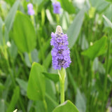 Giant Pickerel Rush Pond Plants