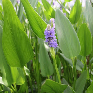 Giant Pickerel Rush Pond Plants