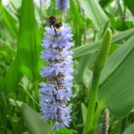 Pond Plants for Wildlife Collection Pond Plants