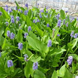 Pickerel Rush | Pontederia cordata Pond Plants