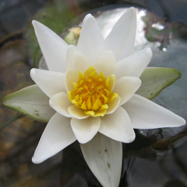 White Dwarf Water Lily | Nymphaea Pygmaea alba Pond Plants