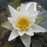 White Dwarf Water Lily | Nymphaea Pygmaea alba Pond Plants
