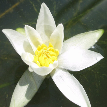 White Dwarf Water Lily | Nymphaea Pygmaea alba Pond Plants