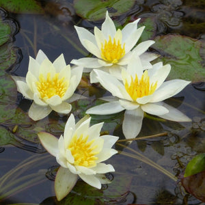 White Dwarf Water Lily | Nymphaea Pygmaea alba Pond Plants